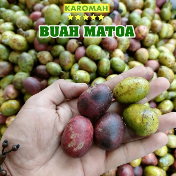 Harga Buah Matoa Per Kilogram