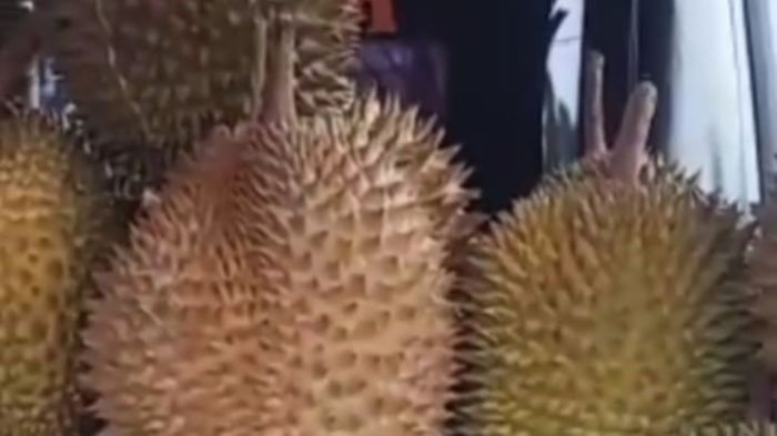 Tips memilih durian matang yang manis dan legit