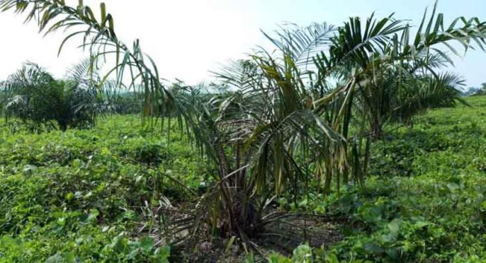 Mengatasi hama kumbang daun pada tanaman