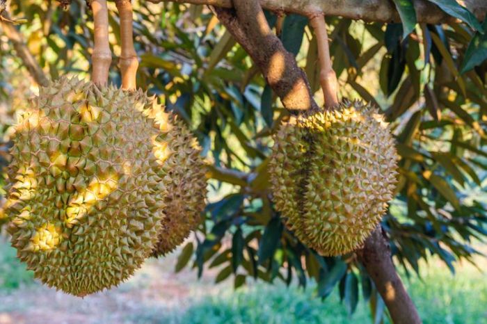 Tips merawat pohon durian agar berbuah lebat dan manis