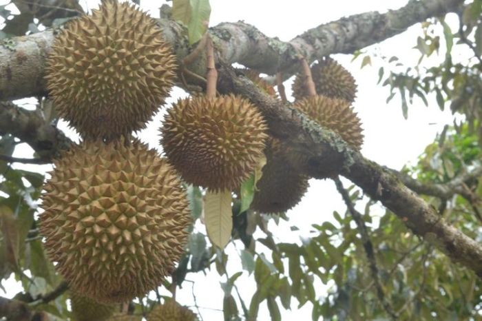 Tips merawat pohon durian agar berbuah lebat dan manis