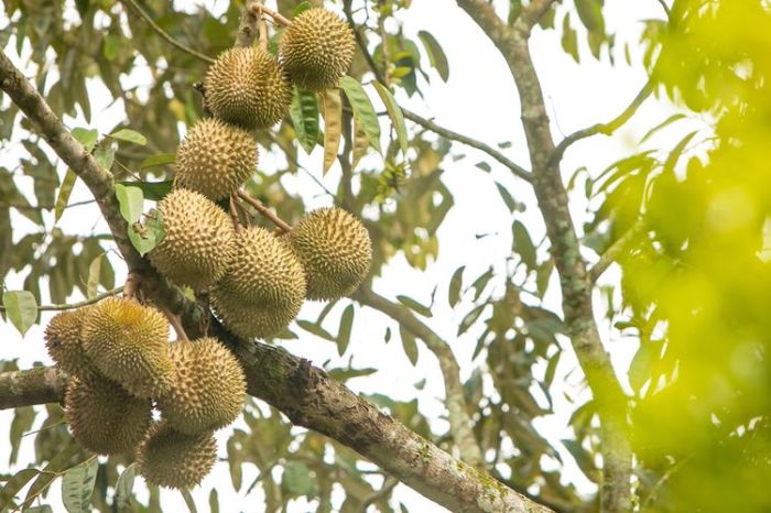 Cara mencangkok durian agar cepat berbuah dan menghasilkan buah yang sama dengan induknya