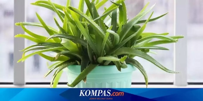 Memilih jenis tanaman yang tahan kekeringan