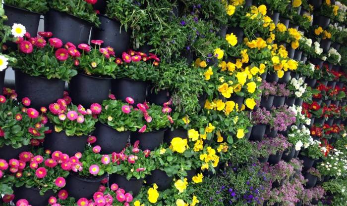 Tanaman hias ruangan rumah hiasan pokok ruang plantas macam tamu udara cocok gambar pembersih memilih bersih pemula bagi menyehatkan gambarnya