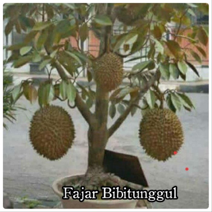 Durian menanam