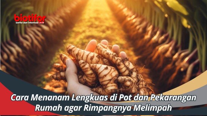 Cara menanam durian di pekarangan rumah dengan hasil melimpah