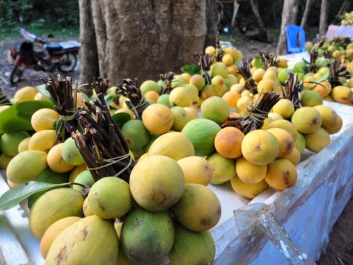 Manfaat buah duku untuk kesehatan