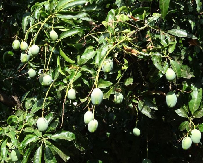 Cara menanam pohon mangga dari biji