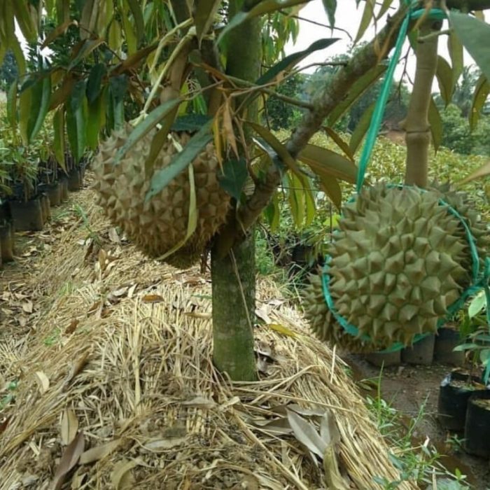 Budidaya durian organik tanpa pestisida dan pupuk kimia