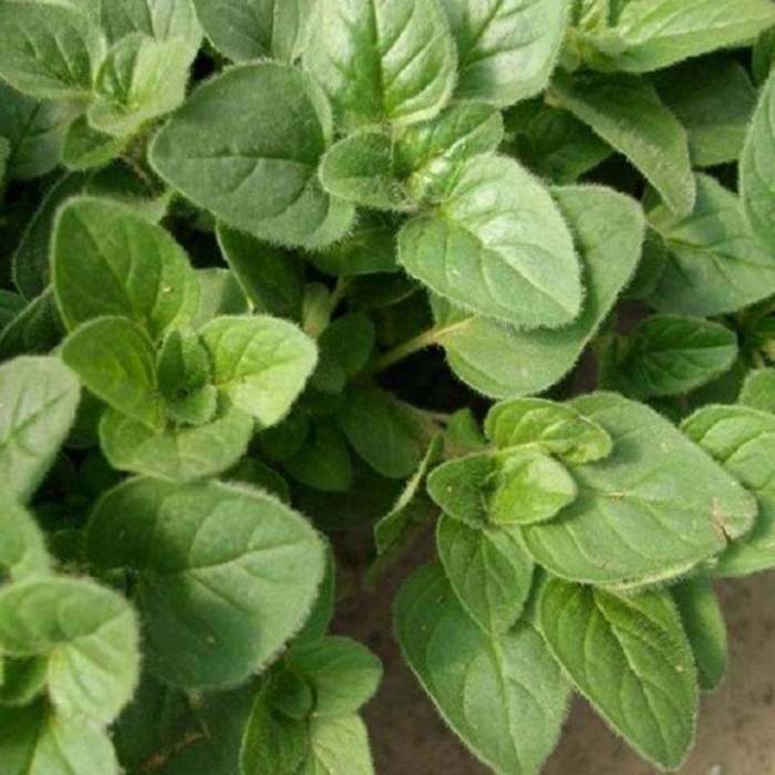 Oregano olie tanaman bumbu yang fakta etherische neutralize cytokines afraid dijadikan berbeda hias dimasak dapur bunga jenis nipping bud mediterania