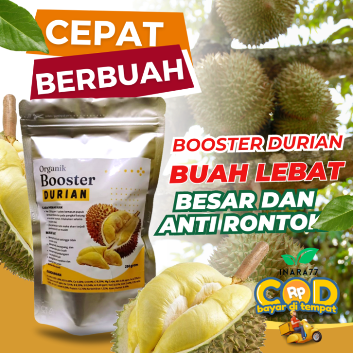 Membuat pupuk organik untuk pohon durian agar subur dan berbuah banyak