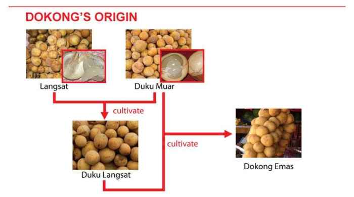 Sejarah dan asal usul buah duku