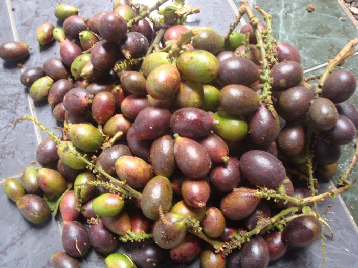 Matoa buah yang pahit asam rasanya berwarna hijau pun cenderung serta buanyak banget manfaat manis manfaatnya riau pohonnya universitas