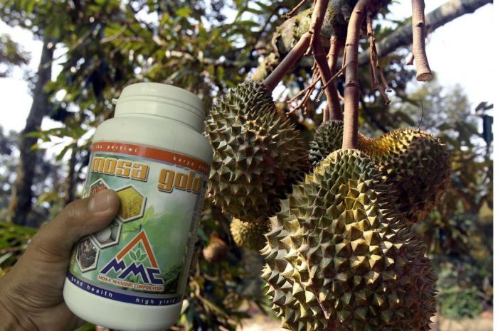 Durian buah bibit montong bawor tanaman pohon musang usaha peluang budidaya menanam memupuk usahanya analisa cepat lapak sayuran berbuah hobi