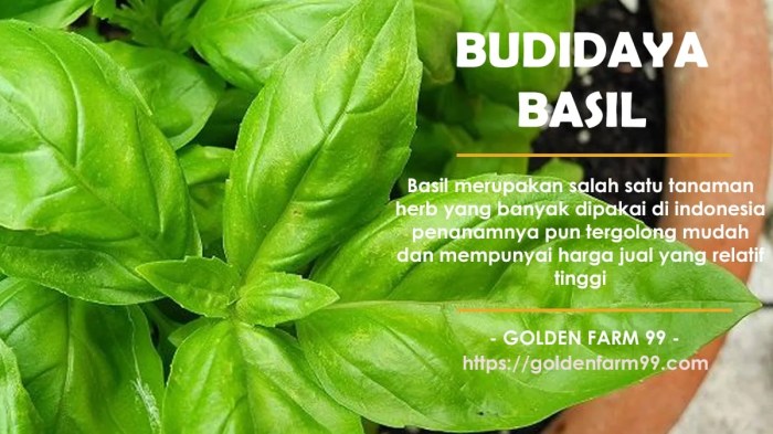 Cara menanam tanaman basil