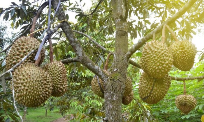 Cara mencangkok durian agar cepat berbuah dan menghasilkan buah yang sama dengan induknya