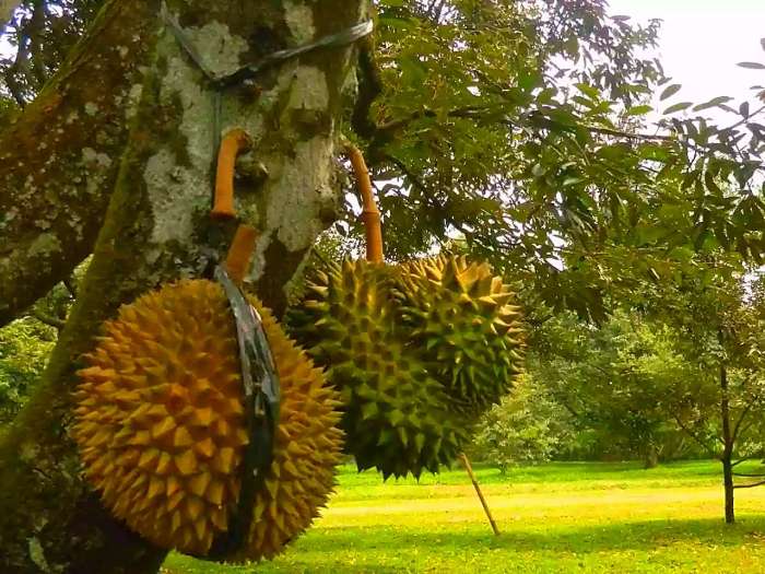 Teknik pemangkasan pohon durian untuk meningkatkan produktivitas