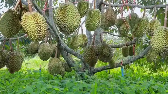 Teknik pemangkasan pohon durian untuk meningkatkan produktivitas