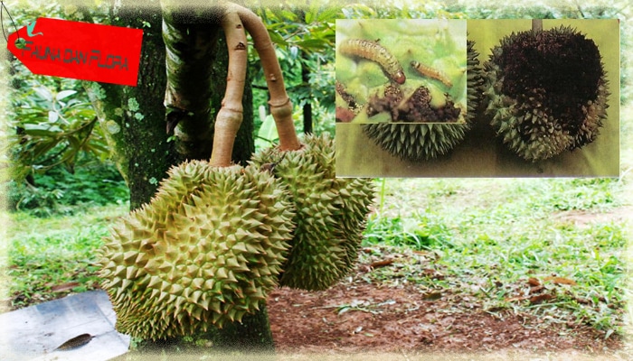 Hama dan penyakit yang menyerang pohon durian dan cara mengatasinya