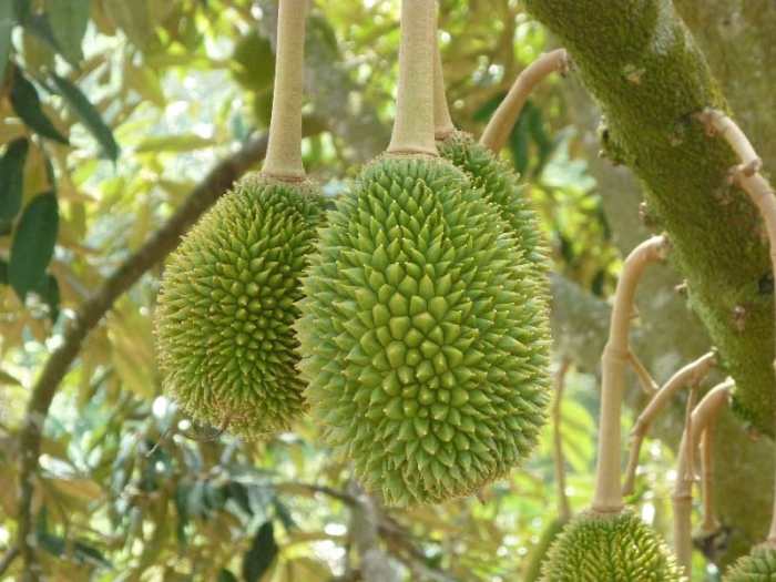 Memilih bibit durian unggul yang cepat berbuah dan beraroma harum