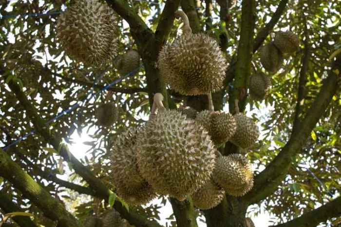 Hama dan penyakit yang menyerang pohon durian dan cara mengatasinya