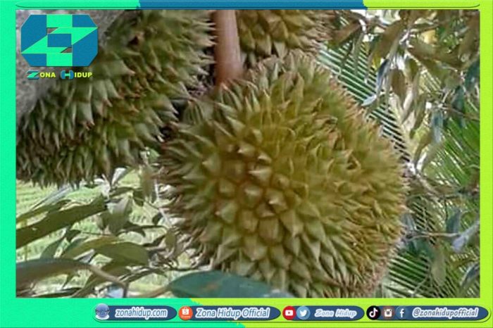 Budidaya durian organik tanpa pestisida dan pupuk kimia