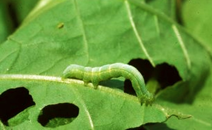 Mengatasi hama ulat pemakan daun