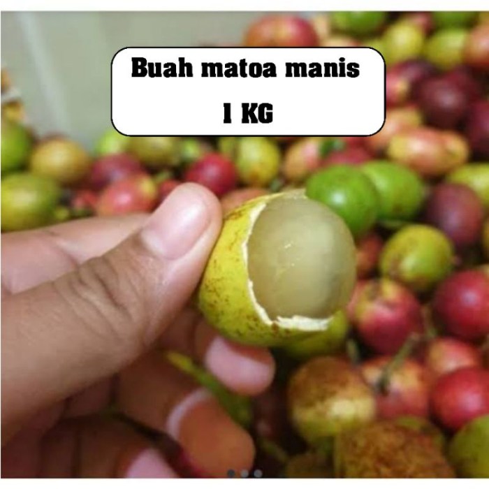 Harga Buah Matoa Per Kilogram