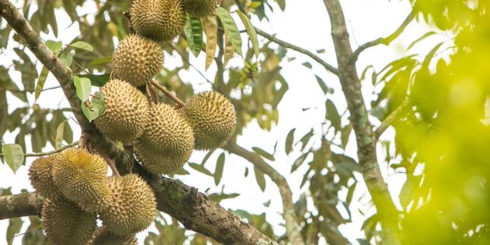 Cara menanam durian di pekarangan rumah dengan hasil melimpah