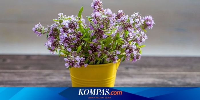 Cara Menanam Tanaman Thyme: Panduan Lengkap untuk Kebun Anda