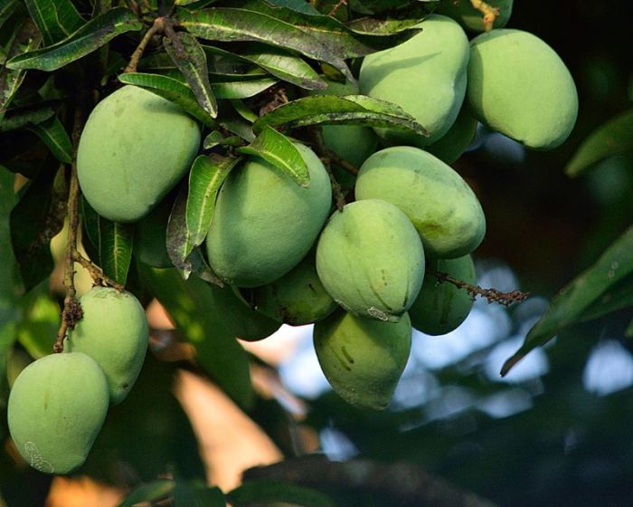 Mangga biji benih unggul tanaman terserang keadaan indukan pastikan penyakit sehat