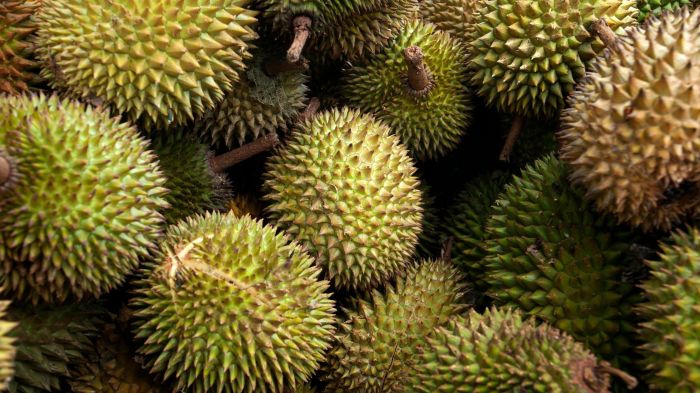 Mengenal Jenis-Jenis Durian Populer di Indonesia dan Ciri Khasnya