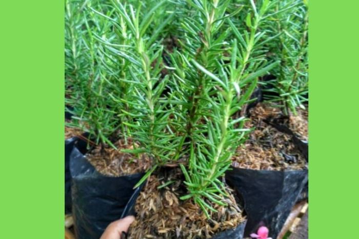 Cara menanam tanaman rosemary