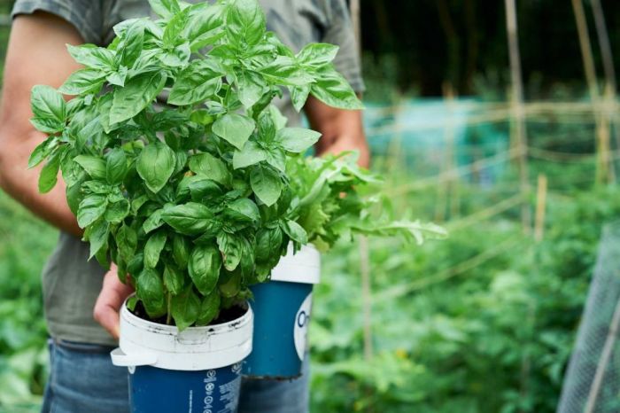 Cara Menanam Tanaman Basil: Panduan Lengkap untuk Hasil Maksimal