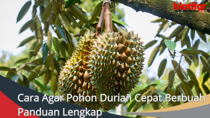 Rahasia Mencangkok Durian agar Cepat Berbuah dan Mirip Induknya