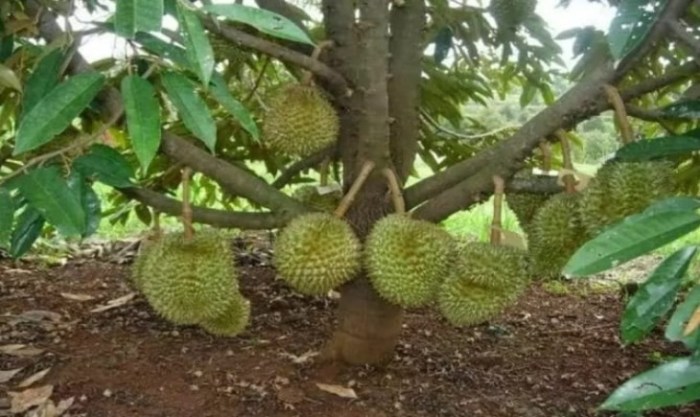 Tips merawat pohon durian agar berbuah lebat dan manis